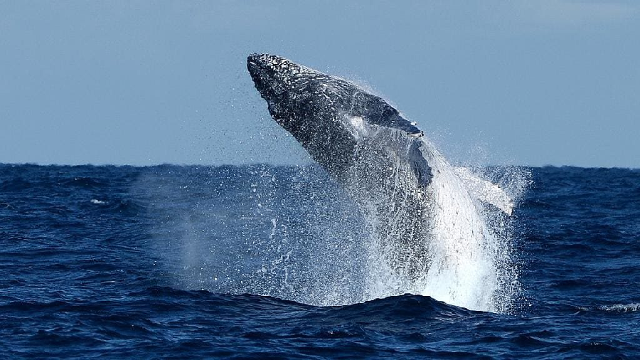 Tips to keep in mind while whale watching 